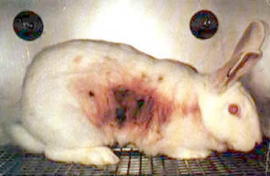 animal testing pictures. Animal Testing and What is